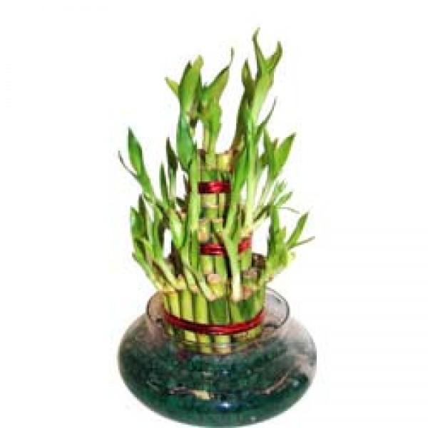 Buy Plants Online, Send Gifts to India, Plants for Him