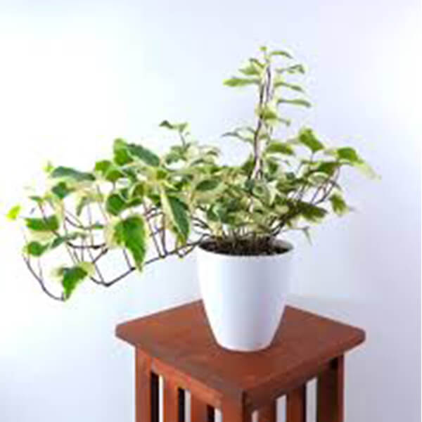 English Ivy Plant