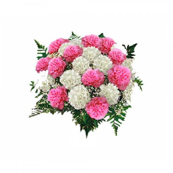 Pink and white Carnations