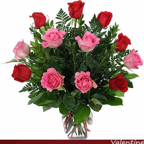 Red and Pink Roses Red and Pink Roses