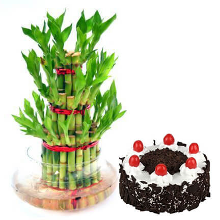 Lucky bamboo with cake