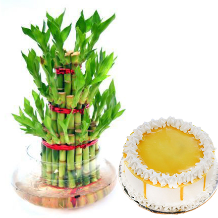 3 layer bamboo with cake