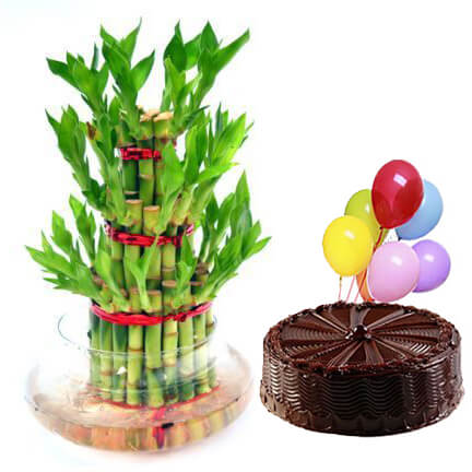 bamboo plant with choco