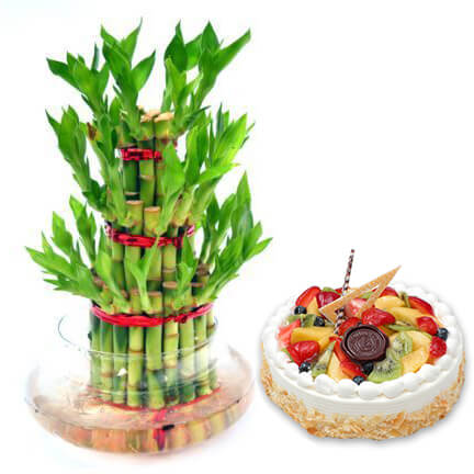 cake with surprise bamboo plant gift
