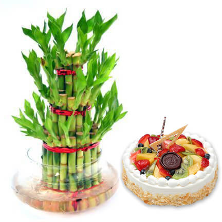 cake with surprise bamboo plant gift cake with surprise bamboo plant gift