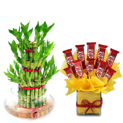 chocolate treat with lucky bamboo