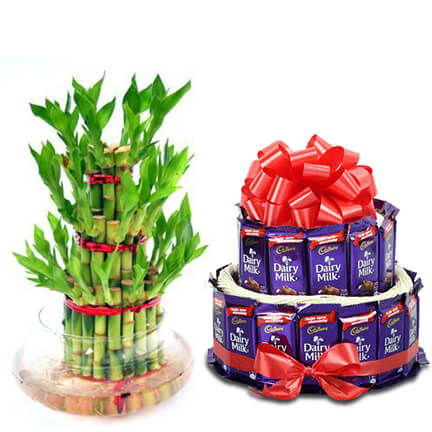 bamboo plant with dairy milk