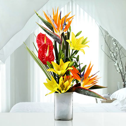 Soft Serenade Soft Serenade