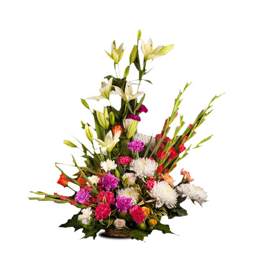 Sharp Brilliance-VL Sharp Brilliance-VL