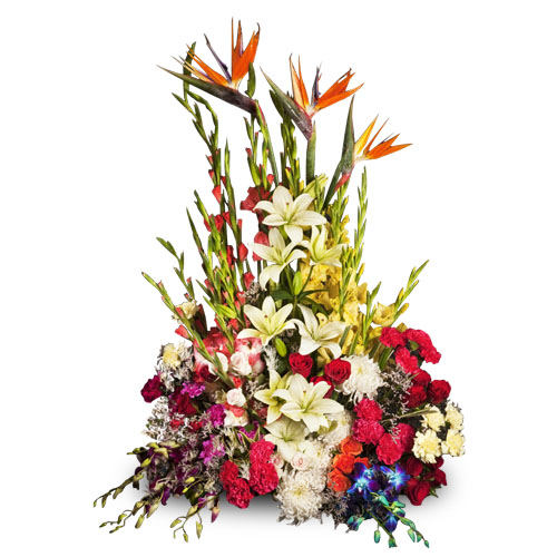 Glamorous Encounter-VL Glamorous Encounter-VL