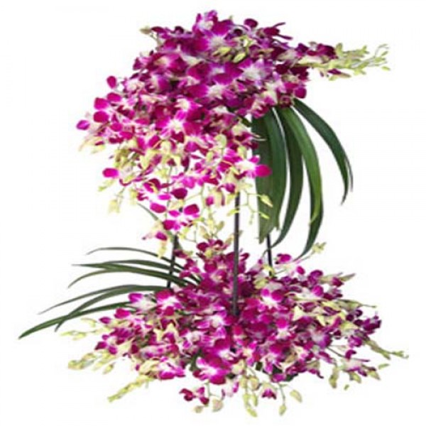 Jumbo Orchid Basket